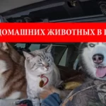 Перевозка домашних животных в Польшу