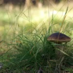 Съедобные грибы в Польше: фото и названия