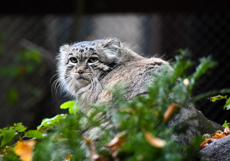 Фото: Зоопарк Познань дикий кот