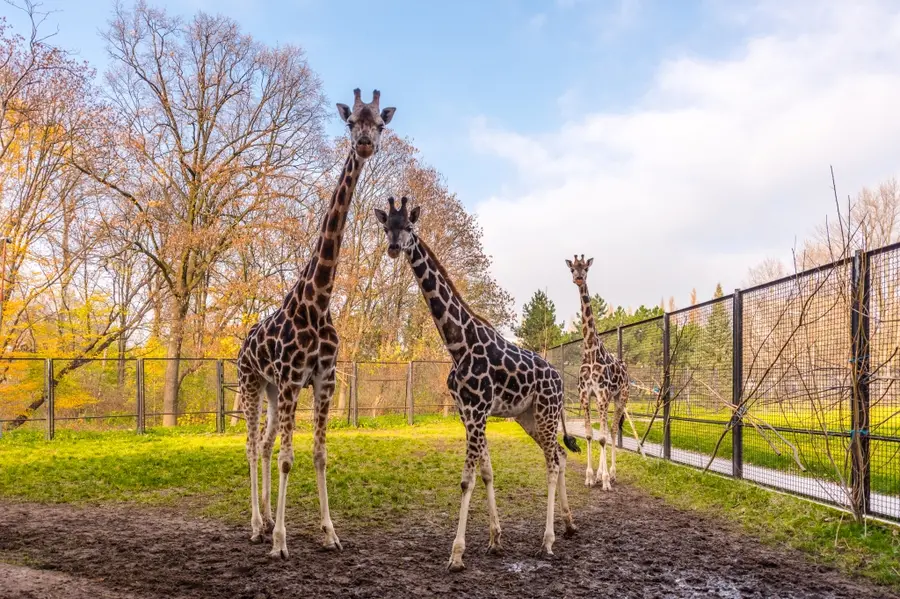Жирафы Зоопарк Варшава
