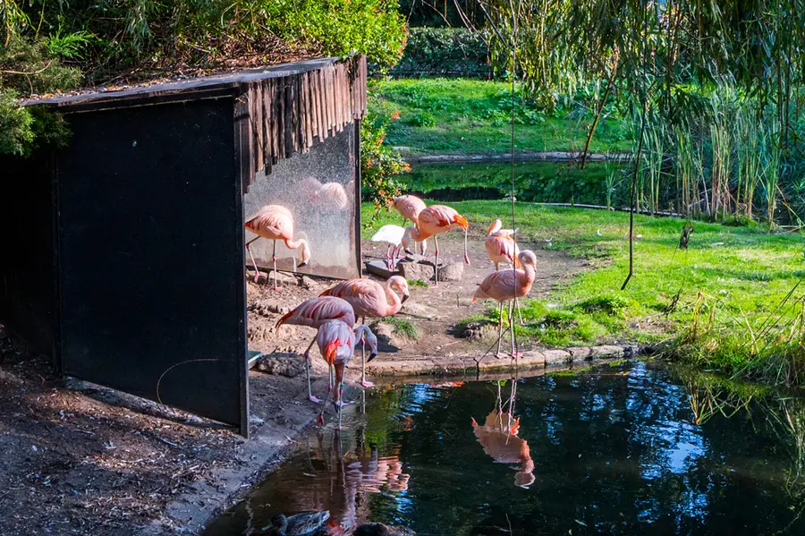 Фламинго Зоопарк Варшава