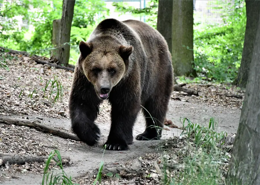 Фото: Зоопарк Познань медведь