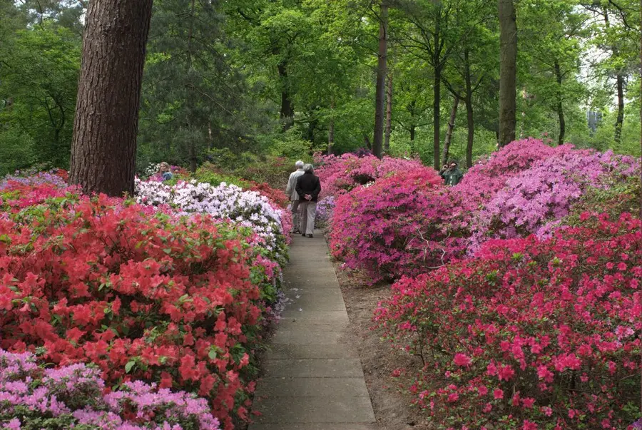Парк Рододендрон (Rhododendron-Park Bremen)
