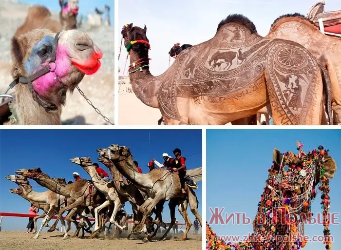 Саудовская Аравия конкурс красоты верблюдов