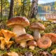 Съедобные грибы в Польше: фото и названия